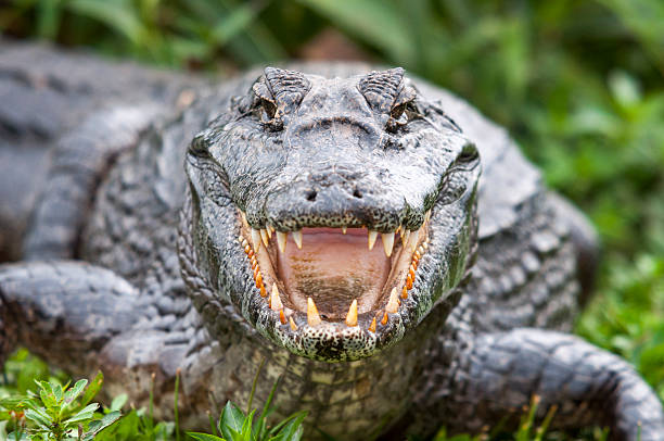 Reviving Majesty: The Spectacular Crocodile Breeding Resurgence in the Everglades